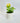 Sprouting Joy (H0234) - EleWrap Gifting Studio